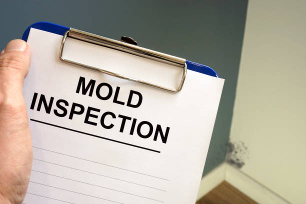 Olivehurst, CA Mold Removal Company